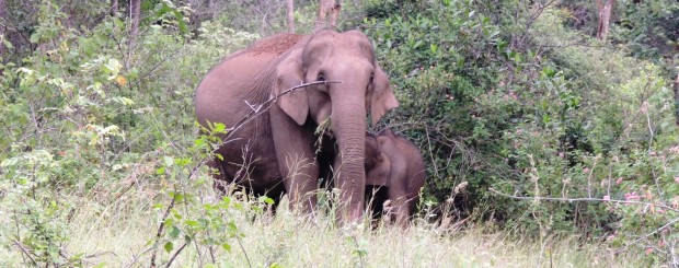 elephant seen on wildlife safari on western ghats