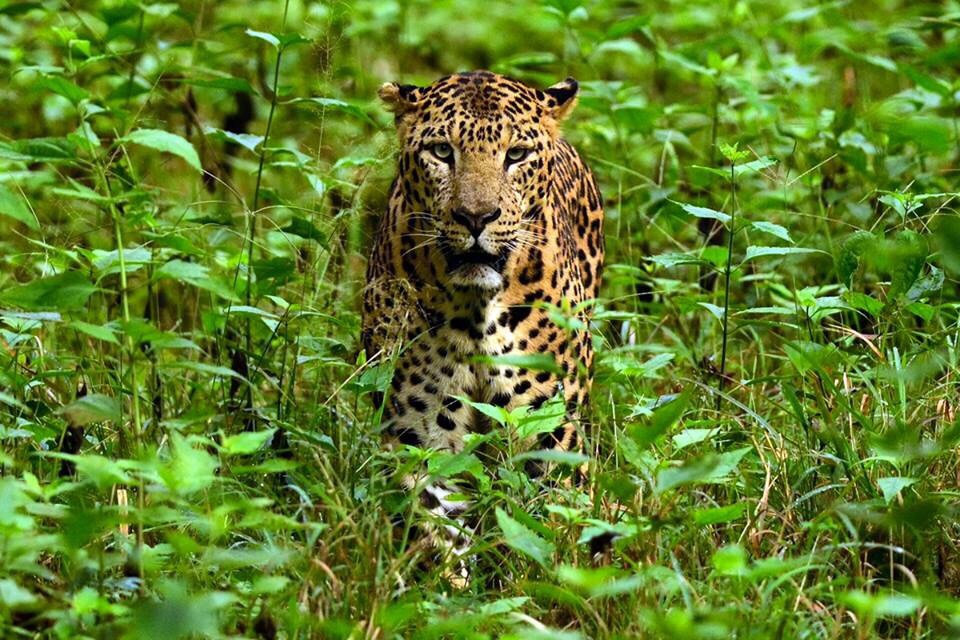 14 Days Western Ghats - Nature Walks, cycling & Wildlife Safaris -